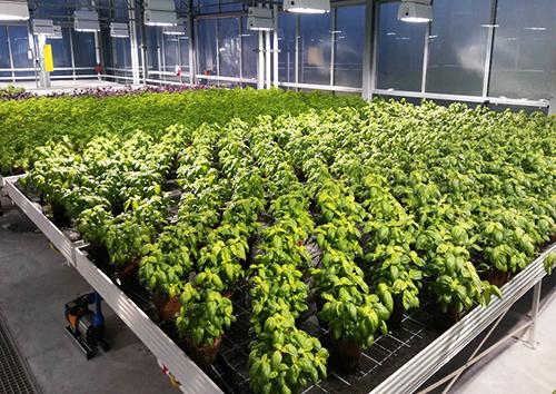 Wächst Oberhausen über sich hinaus? ALTMARKTgarten Oberhausen