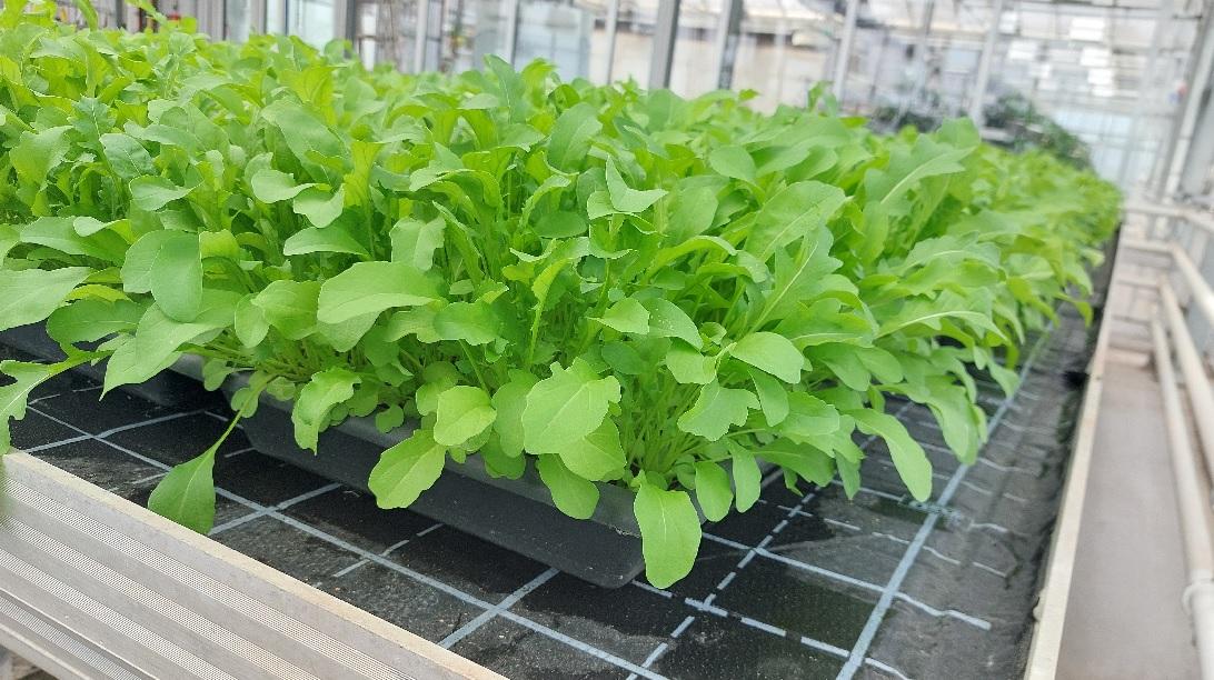Rucola Produktion in Pflanzschalen