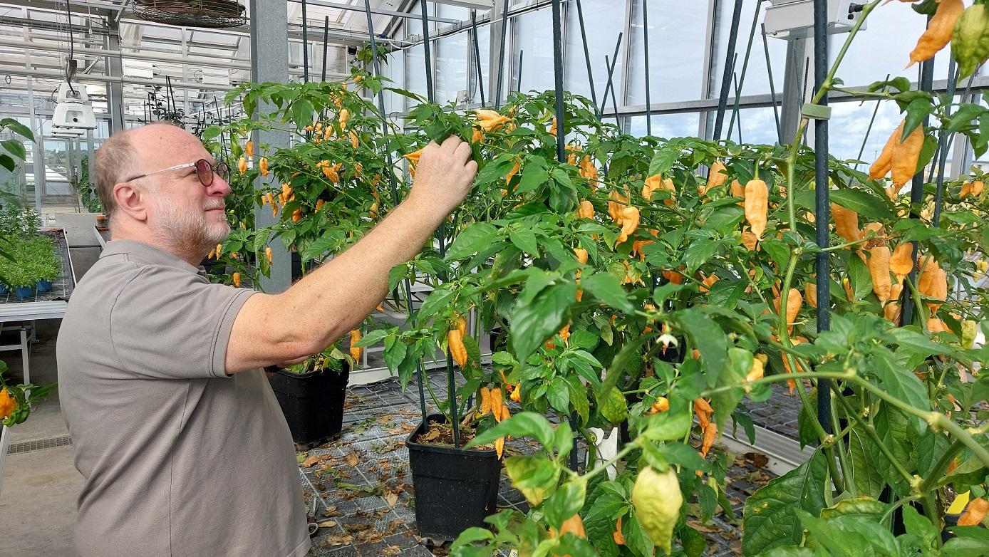 Lajos Vilt bei der Begutachtung der "Janes Peach Ghost Skorpion"